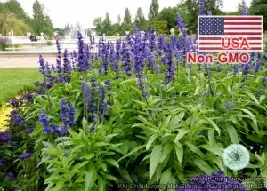 Hạt Giống Hoa Nữ Hoàng Xanh Xôn Xanh - Blue (Salvia farinacea)