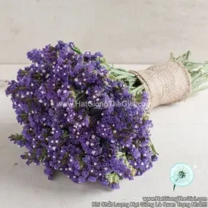 Hạt Giống Hoa Salem Cắt Cành TG90 Blue