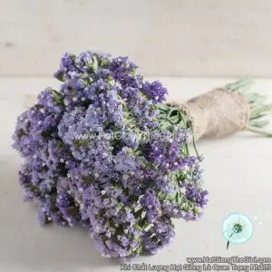 Hạt Giống Hoa Salem Cắt Cành TG90 Pastel Blue