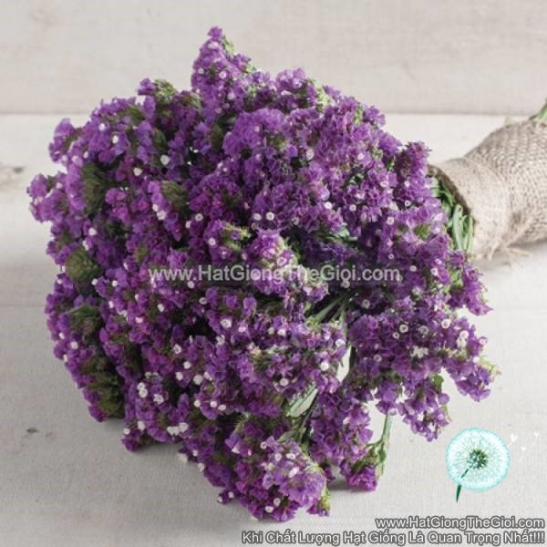hat giong hoa salem cat canh tg90 purple