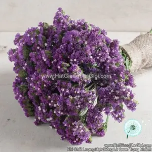 Hạt Giống Hoa Salem Cắt Cành TG90 Purple