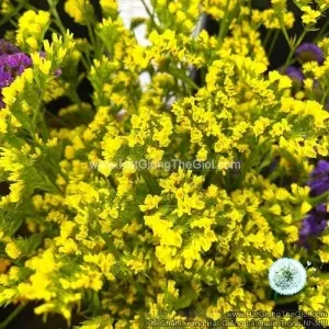 Hạt Giống Hoa Salem Cắt Cành TG90 Yellow