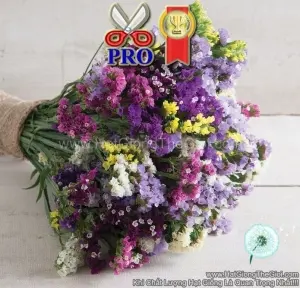 Hạt Giống Hoa Salem Mix Cắt Cành TG90