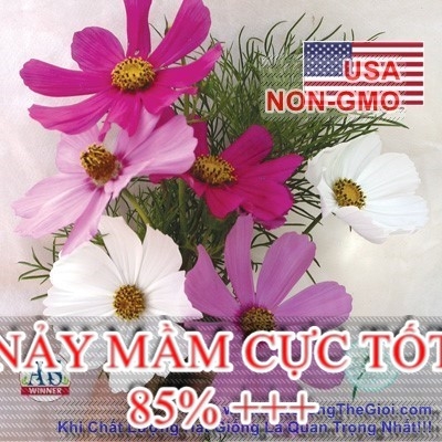 hat giong hoa sao nhay   mix sensation  cosmos bipinnatus