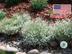 Hạt Giống Hoa Sát Đất Lâu Năm Chịu Hạn - Xeriscape (Cerastium)