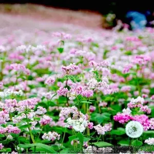 Hạt Giống Hoa Tam Giác Mạch