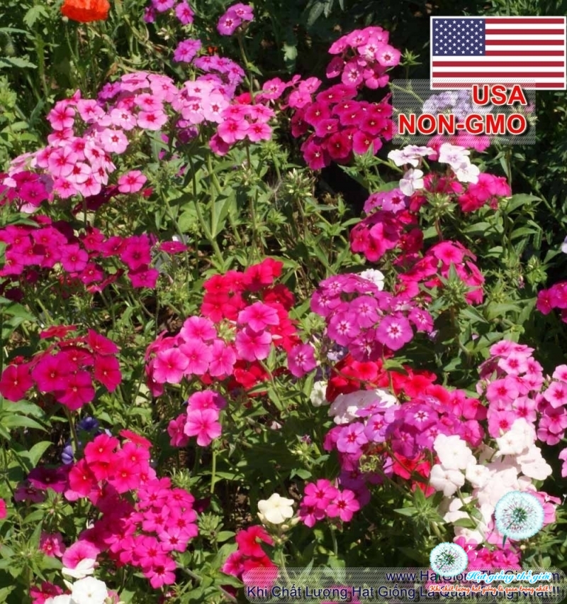 hat giong hoa thanh truc   mix nhieu mau  phlox drummondii