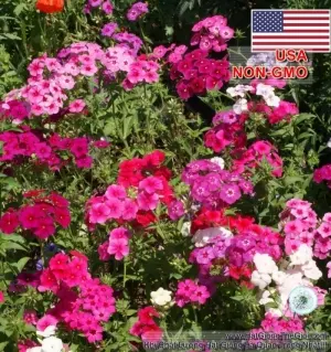 Hạt Giống Hoa Thanh Trúc - Mix Nhiều Màu (Phlox drummondii)