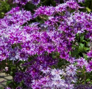 Hạt Giống Hoa Thanh Trúc Phlox F1 TG108 Blue