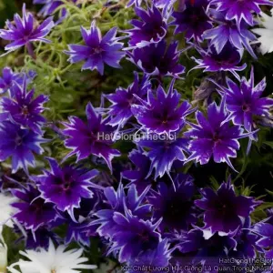 Hạt Giống Hoa Thanh Trúc Phlox F1 TG108 Deep Blue