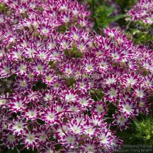 Hạt Giống Hoa Thanh Trúc Phlox F1 TG108 Purple wEye