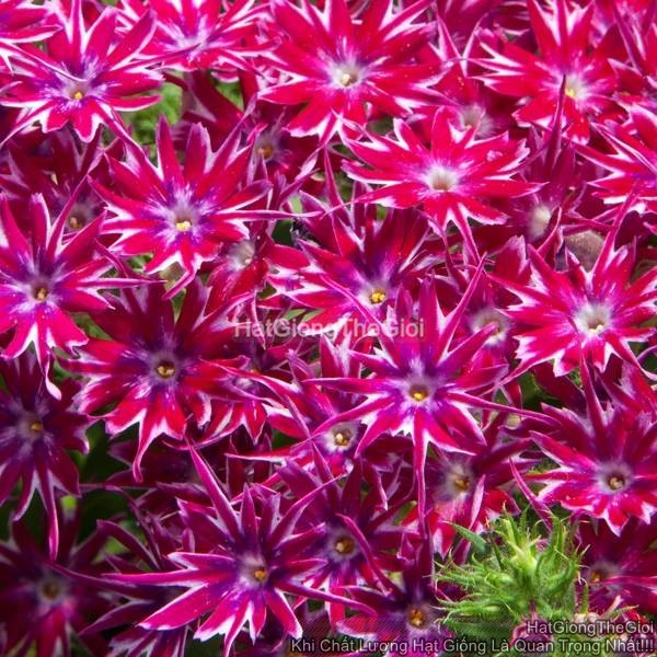 hat giong hoa thanh truc phlox f1 tg108 purple
