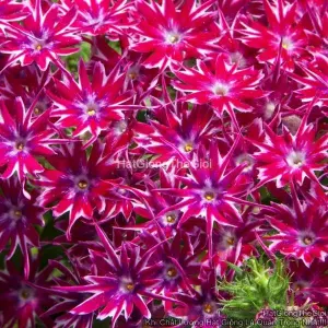 Hạt Giống Hoa Thanh Trúc Phlox F1 TG108 Purple