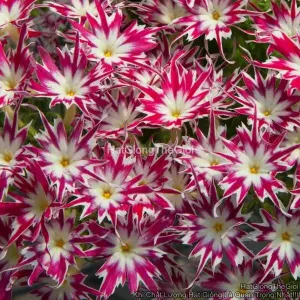 Hạt Giống Hoa Thanh Trúc Phlox F1 TG108 Rose wEye