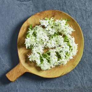 Hạt Giống Hoa Thanh Trúc Phlox F1 TG108 White