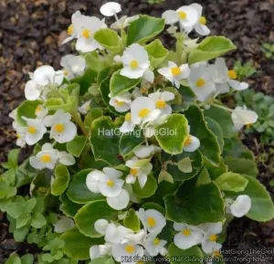 Hạt Giống Hoa Thu Hải Đường BADA BING White