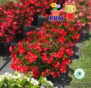 Hạt Giống Hoa Thu Hải Đường Bông To BIG Đỏ Lá Xanh