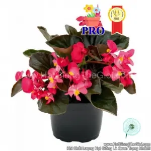 Hạt Giống Hoa Thu Hải Đường Bông To BIG Hồng Đậm Lá Đồng