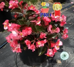 Hạt Giống Hoa Thu Hải Đường Bông To BIG Hồng Nhạt Lá Đồng