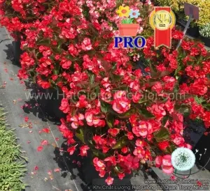 Hạt Giống Hoa Thu Hải Đường Bông To BIG Hồng Rose Lá Đồng