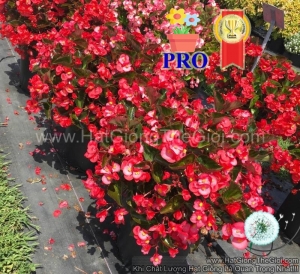 hat giong hoa thu hai duong bong to big hong rose la dong