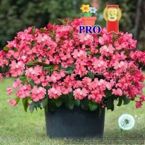Hạt Giống Hoa Thu Hải Đường Bông To BIG Hồng Rose Lá Xanh