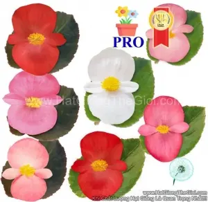 Hạt Giống Hoa Thu Hải Đường Bông To BIG Mix