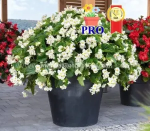 Hạt Giống Hoa Thu Hải Đường Bông To BIG Trắng Lá Xanh
