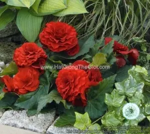 Hạt Giống Hoa Thu Hải Đường Kép Cánh Nhún TG237 Deep Red