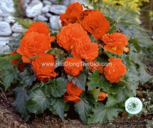 hat giong hoa thu hai duong kep canh nhun tg237 orange