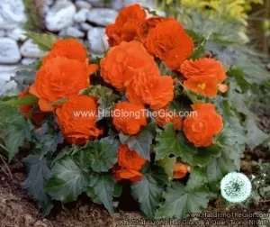 Hạt Giống Hoa Thu Hải Đường Kép Cánh Nhún TG237 Orange