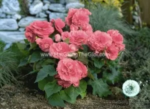 Hạt Giống Hoa Thu Hải Đường Kép Cánh Nhún TG237 Pink Shades