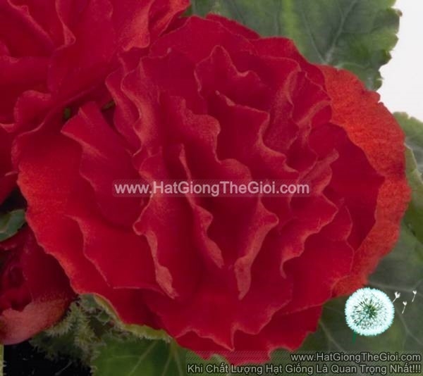 hat giong hoa thu hai duong kep canh nhun tg237 scarlet