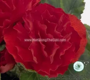 Hạt Giống Hoa Thu Hải Đường Kép Cánh Nhún TG237 Scarlet