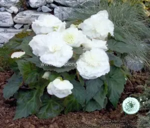 Hạt Giống Hoa Thu Hải Đường Kép Cánh Nhún TG237 White
