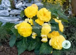 Hạt Giống Hoa Thu Hải Đường Kép Cánh Nhún TG237 Yellow
