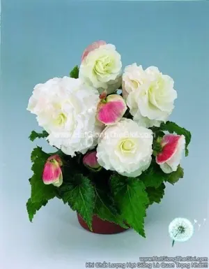 Hạt Giống Hoa Thu Hải Đường Kép NONSTOP Appleblossom