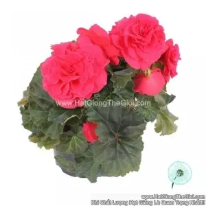Hạt Giống Hoa Thu Hải Đường Kép NONSTOP Deep Rose