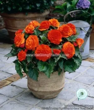 Hạt Giống Hoa Thu Hải Đường Kép NONSTOP Orange
