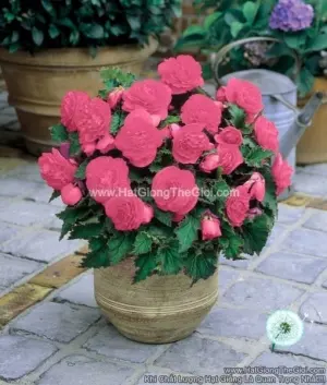 Hạt Giống Hoa Thu Hải Đường Kép NONSTOP Pink
