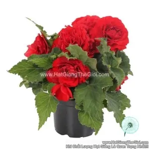 Hạt Giống Hoa Thu Hải Đường Kép NONSTOP Red
