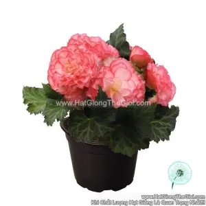 Hạt Giống Hoa Thu Hải Đường Kép NONSTOP Rose Picotee NEW