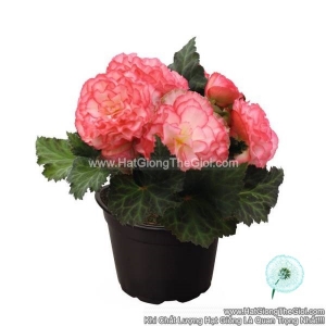 hat giong hoa thu hai duong kep nonstop rose picotee new