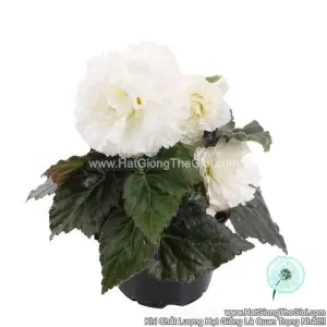 Hạt Giống Hoa Thu Hải Đường Kép NONSTOP White
