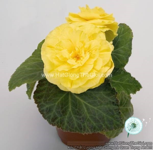 hat giong hoa thu hai duong kep nonstop yellow