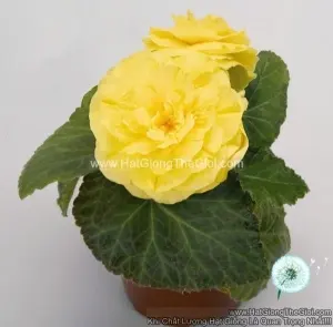 Hạt Giống Hoa Thu Hải Đường Kép NONSTOP Yellow