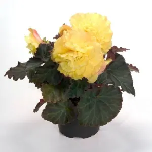 Hạt Giống Hoa Thu Hải Đường Kép NONSTOP Yellow Red Back