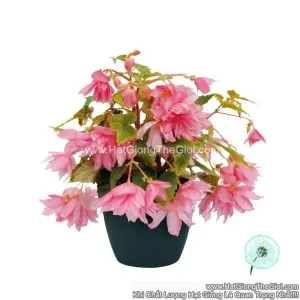 Hạt Giống Hoa Thu Hải Đường Kép Rủ FUNKY Light Pink
