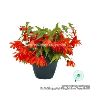 Hạt Giống Hoa Thu Hải Đường Kép Rủ FUNKY Orange