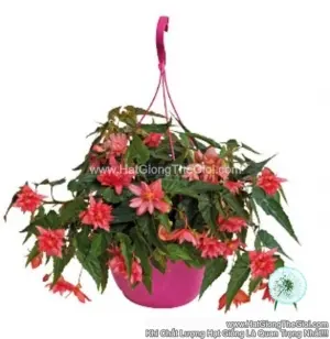 Hạt Giống Hoa Thu Hải Đường Kép Rủ FUNKY Pink
